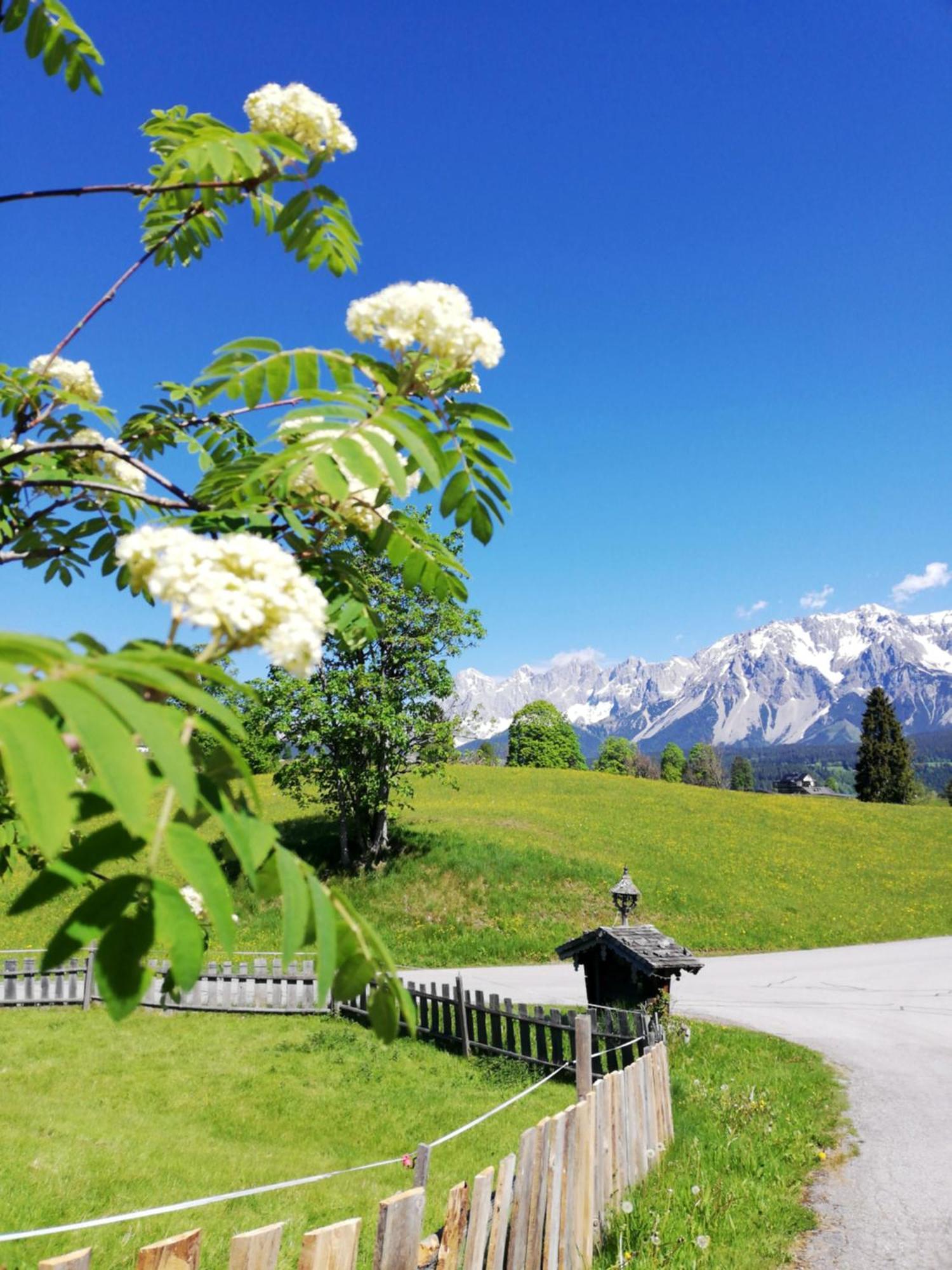 Pension Stammerhof Schladming Eksteriør billede