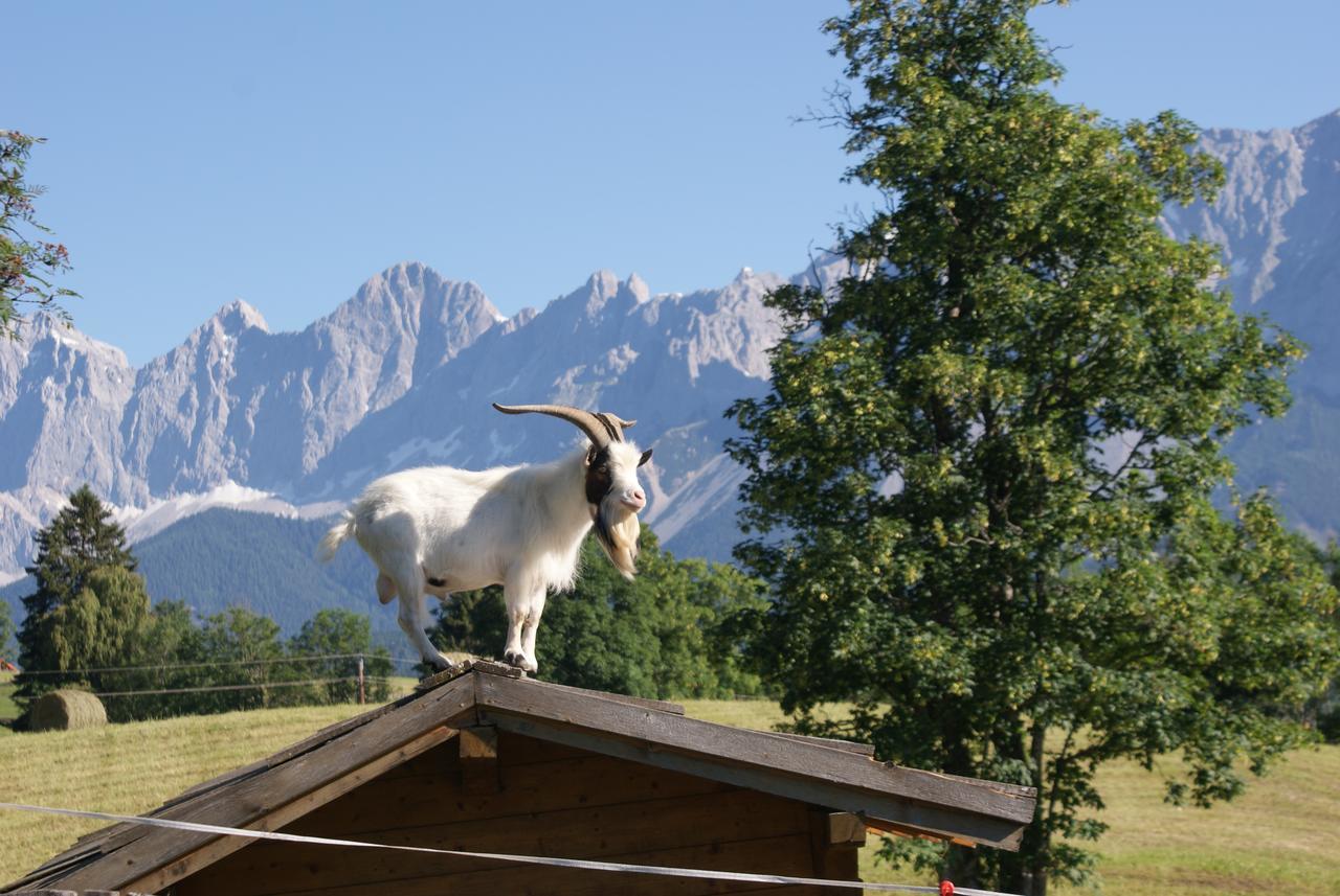 Pension Stammerhof Schladming Eksteriør billede
